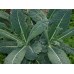 SPRAY FREE CAVOLO NERO  500GRAM Bunch Katikati Grown